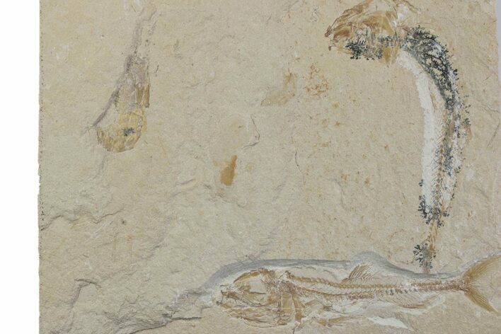 Cretaceous Shrimp and Fish Fossils - Lebanon #376355